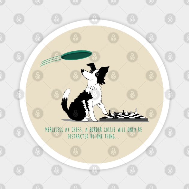 Border Collie playing chess Magnet by Brash Ideas